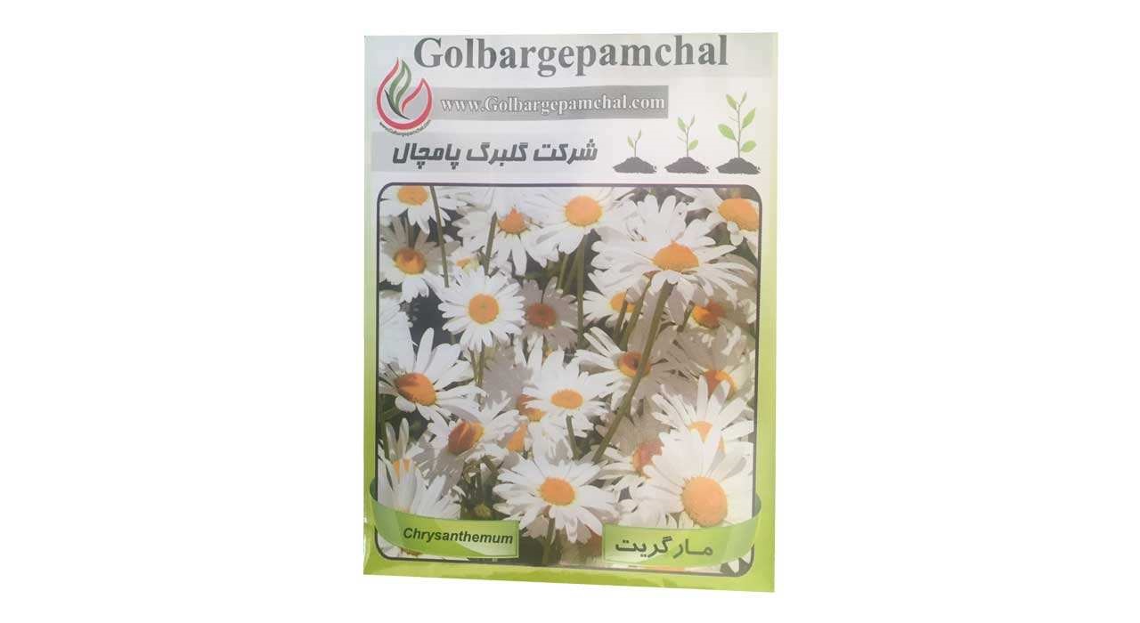 بذر گل مارگریت گلبرگ پامچال