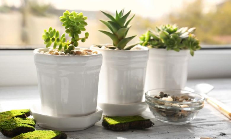 گل های کاکتوس مصنوعی