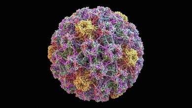 آیا HPV و زگیل‌های تناسلی یکسان هستند؟