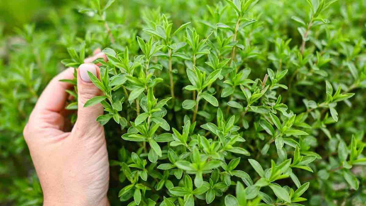 پودر آویشن